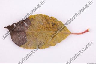 Photo Texture of Leaf 0088